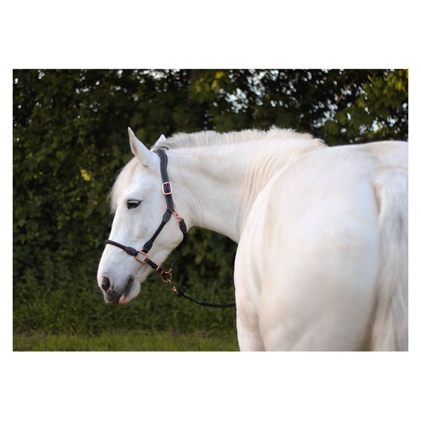 Side view of Cameo Anatomic leather headcollar in Black on a horse