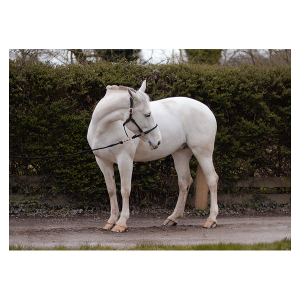 Cameo Anatomic leather headcollar in Black on a horse, with matching leadrope