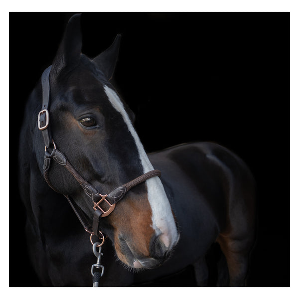 Horse wearing Cameo Anatomic leather headcollar in brown