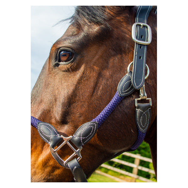 Close up of Cameo Anatomic leather headcollar in Navy