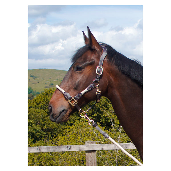 Side view of Cameo Anatomic leather headcollar in Natural on a horse