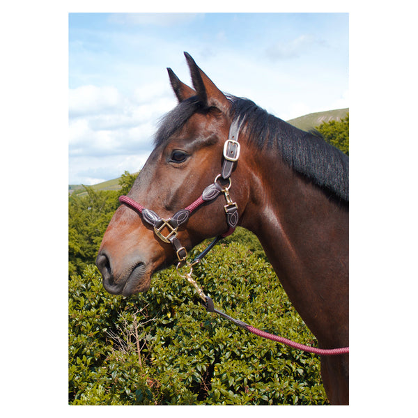 Cameo Anatomic leather headcollar in Plum on a horse