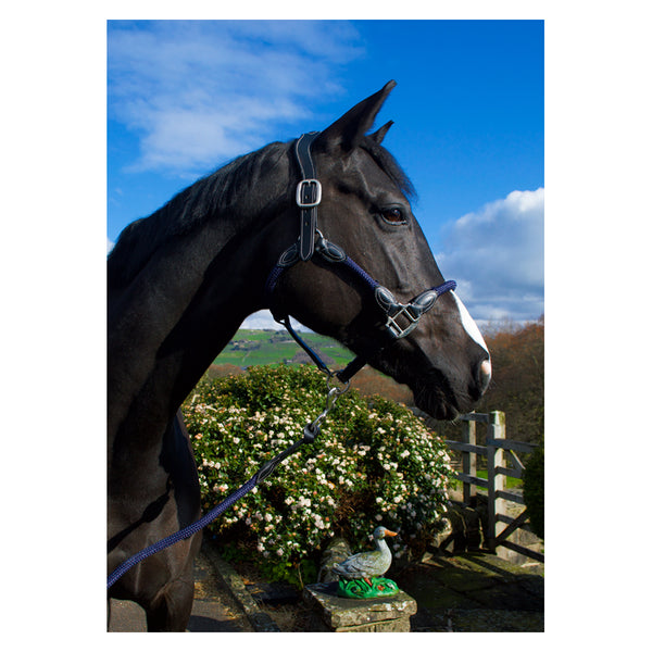 Horse wearing Cameo Anatomic leather headcollar in Navy
