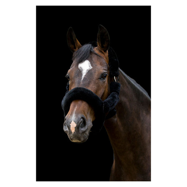 Front view of horse wearing Cameo Deluxe Fur Headcollar in black