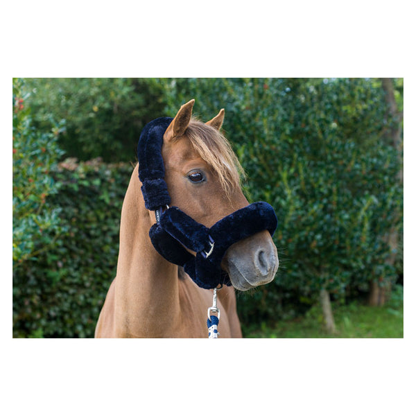 Chestnut wearing Cameo Deluxe Fur Headcollar in navy