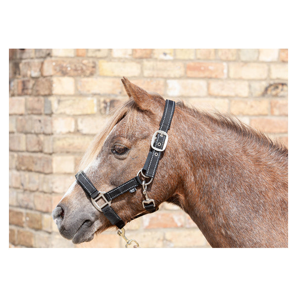 horse wearing Cameo Fieldsafe Headcollar in black showing quick release