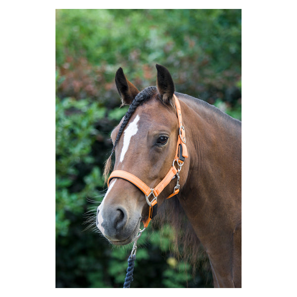 Horse wearing Cameo Fieldsafe Headcollar in orange, showing quick release