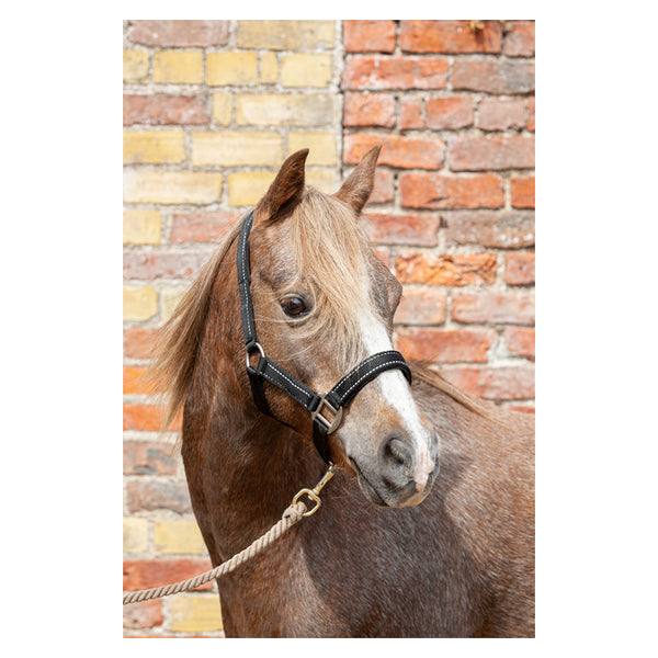 Horse wearing Cameo Fieldsafe Headcollar in black