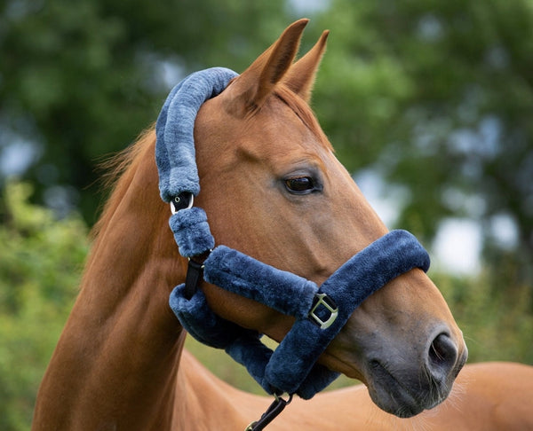 Horse wearing Cameo Deluxe Fur Headcollar in dark grey