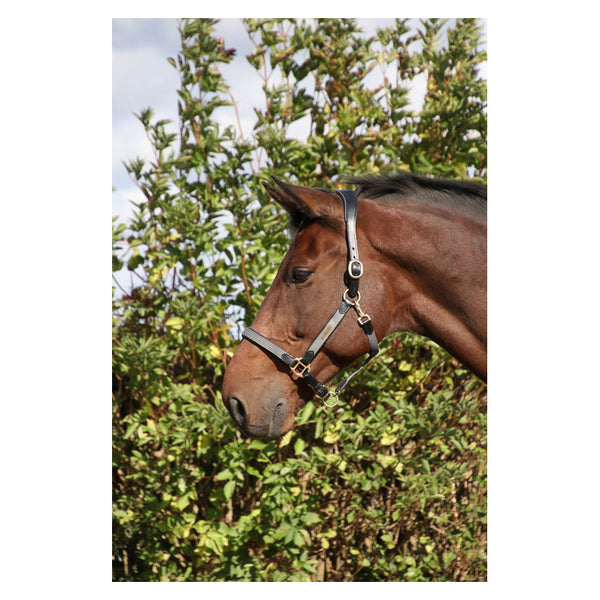 Horse wearing Coldstream Bathan Headcollar (seconds) in grey/black