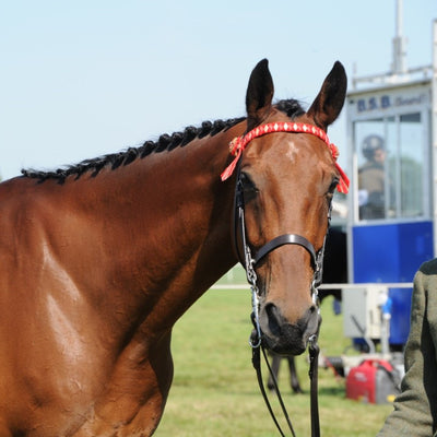 Browbands