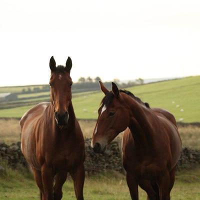 Fly Repellents