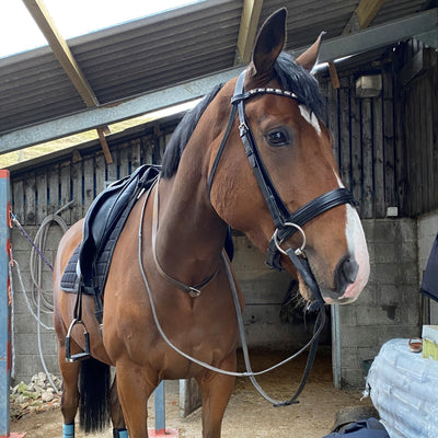 Reins