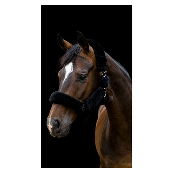 Horse wearing Cameo Deluxe Fur Headcollar in black
