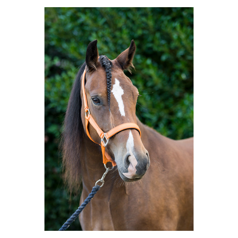Horse wearing Cameo Fieldsafe Headcollar in orange