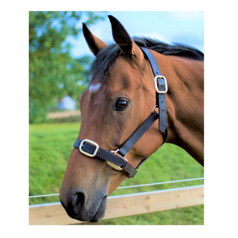 Horse wearing Cameo Leather Headcollar