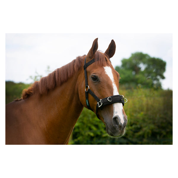 Cameo Lunge Cavesson Duke&CoEquestrian