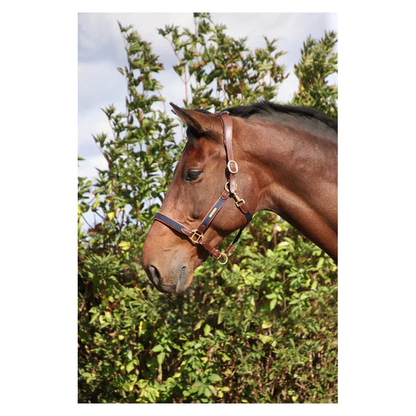Coldstream Bathan Headcollar (seconds) in tan and navy on a horse